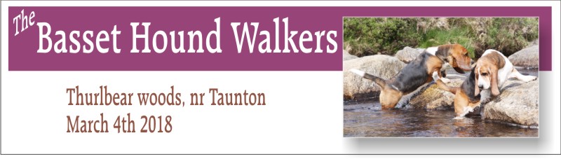 Basset Hound Walkers at Thurlbear
